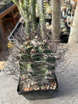 Astrophytum senile
